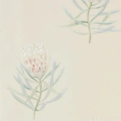 Protea Flower Wallpaper — Russet,Green