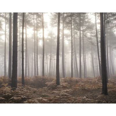 Atmosphere Forest In The Mist 6-Panel Wall Mural 8.2' High x 10.4' Wide — Misty Gray