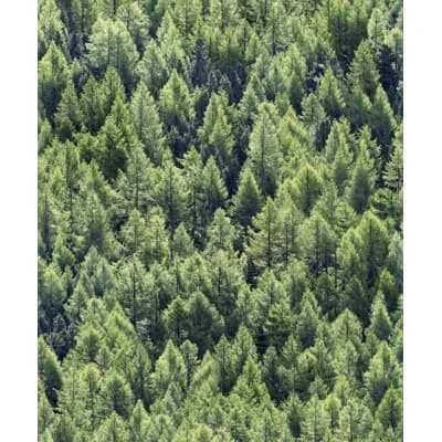 Woods and Wicker Collection Green Pine Forest Wallpaper Roll — Green