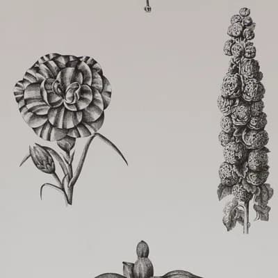 Guayana Floral Matte Wallpaper Roll
