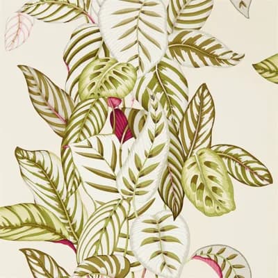 Calathea Wallpaper — Olive