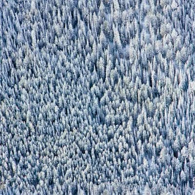 Gray Malin Snowy Pines 10' L x 24" W Wallpaper Tile — White,Brown