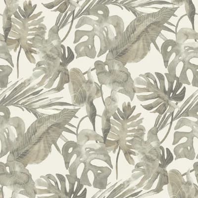 Falling Fronds — Aloe